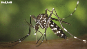 chikungunya virus hits 7,000 cases in china