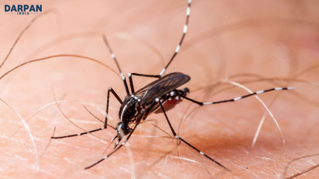 close-up of aedes mosquito feeding on human skin