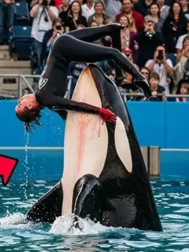 jessica radcliffe viral orca attack news